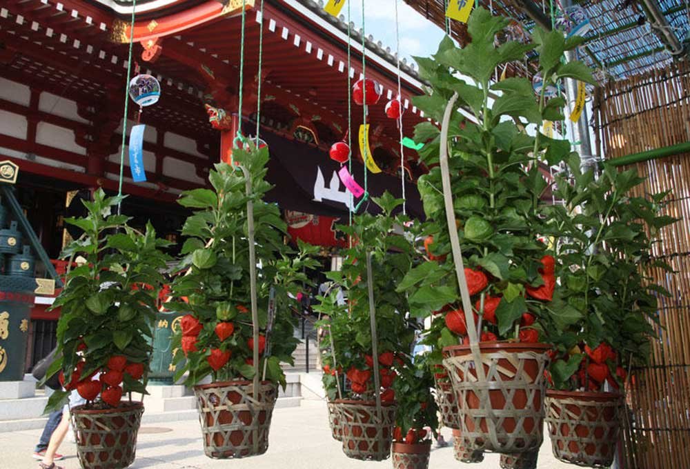 🏞️ 스즈카 플라워 파크 이미지 9